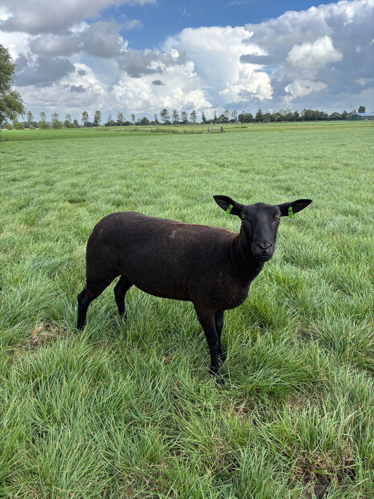 Zwartbles/stamboek texelaar ooi, Vrouwelijk, Schaap, 0 tot 2 jaar