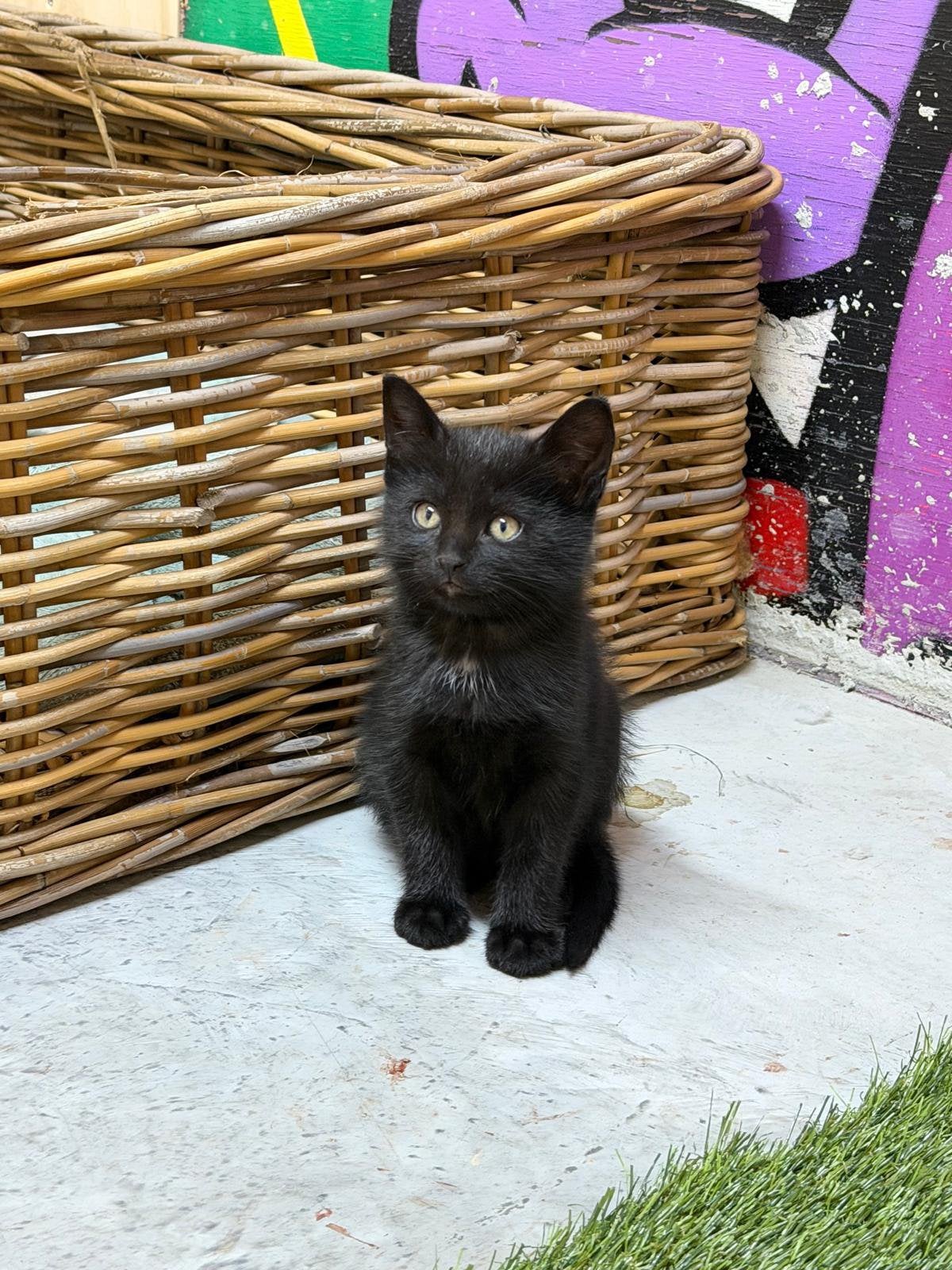 Prachtige kittens, Meerdere dieren