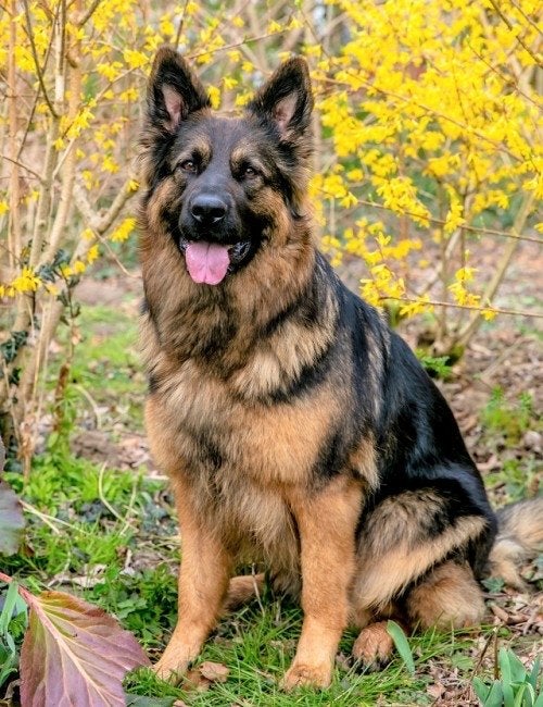 Gezocht: Oud Duitse Herder pup (teefje), Dieren en Toebehoren, Ophalen of Verzenden
