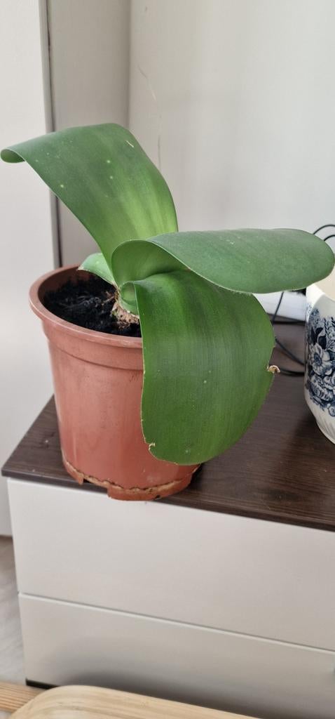 Huiskamerplant Poederkwast (Haemanthus albiflos), Huis en Inrichting, Kamerplanten, Overige soorten, In pot, Minder dan 100 cm