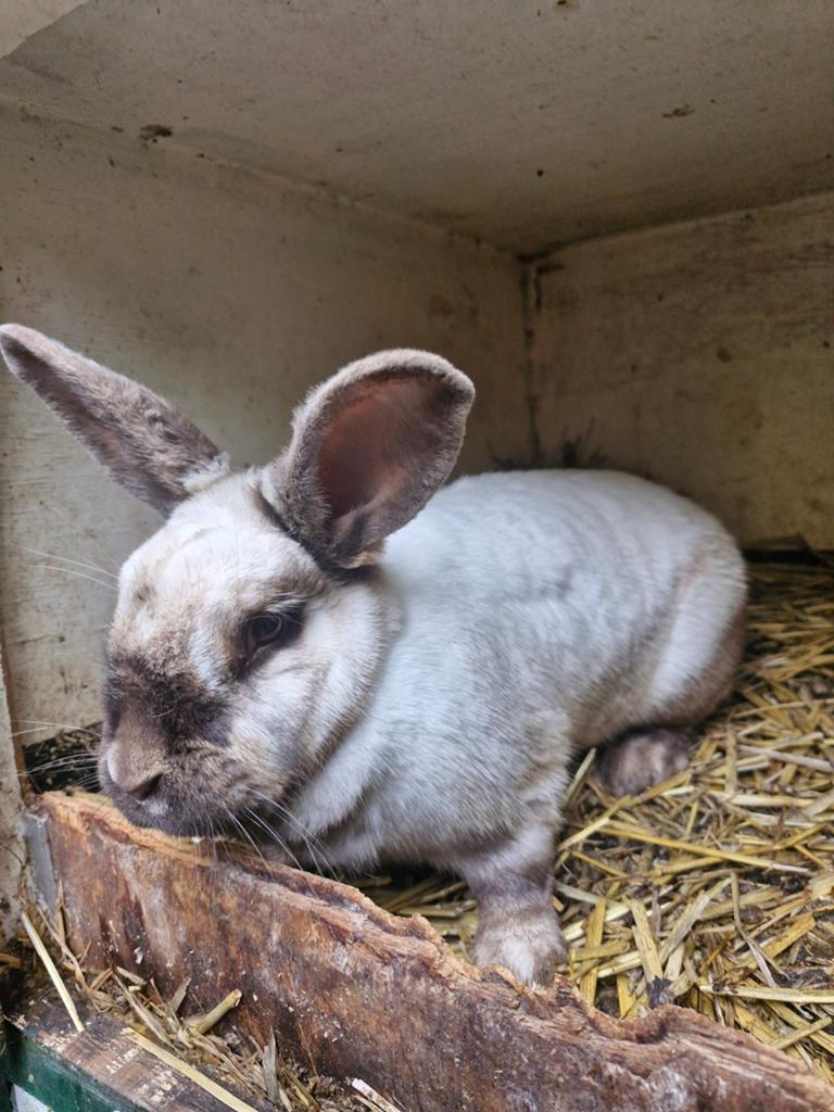Lief en aanhankelijk middenslag konijn, Dieren en Toebehoren, Konijnen, Vrouwelijk
