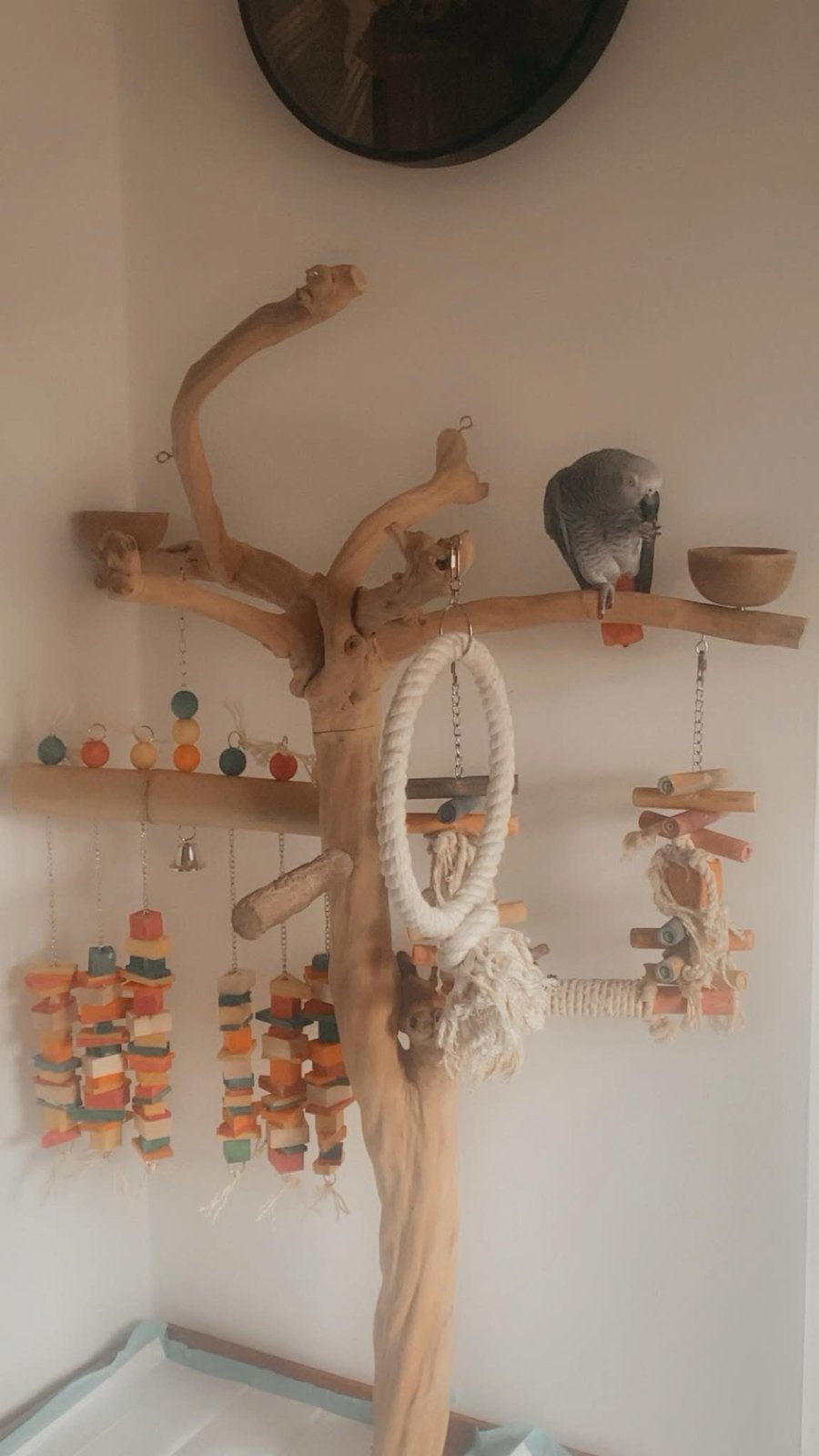 Mooie javaboom te koop, Ophalen, Zo goed als nieuw, Eten en Drinken