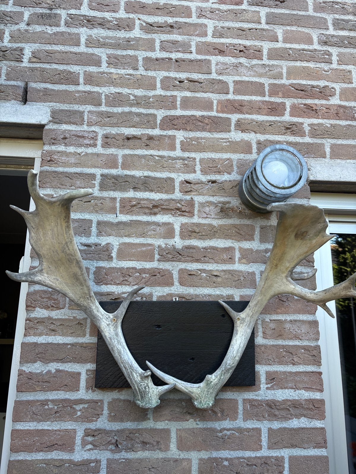 Groot hertengewei op houten schild - 59cm lang, Ophalen, Gebruikt