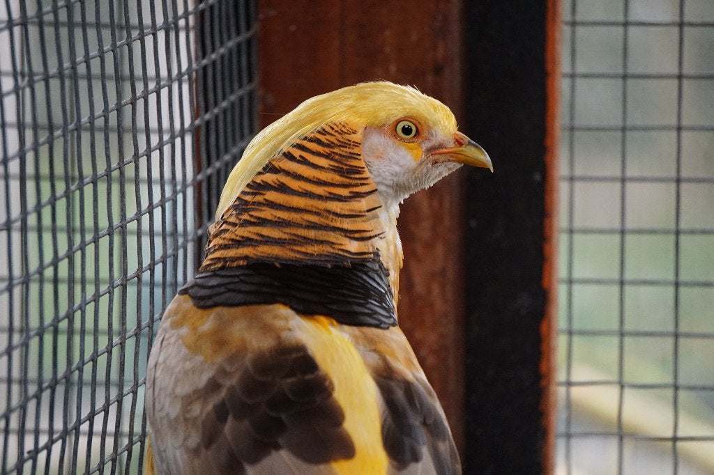 Gele goudfazanten | Koppels van sierlijke kraagfazanten, Dieren en Toebehoren, Pluimvee, Meerdere dieren, Overige soorten