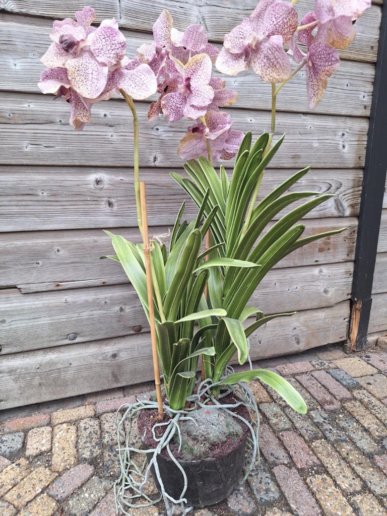 3x kunst orchidee groot, Ophalen