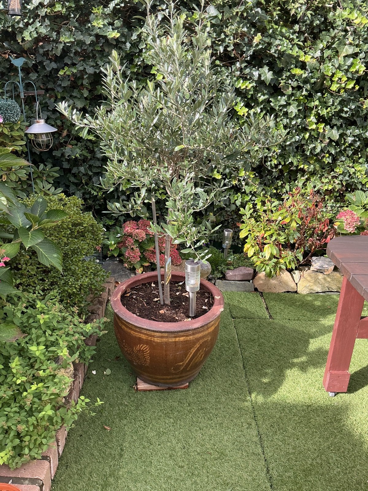 Olijfboom (Olea Europaea) in sierpot, Volle zon, Vaste plant, Lente, Ophalen