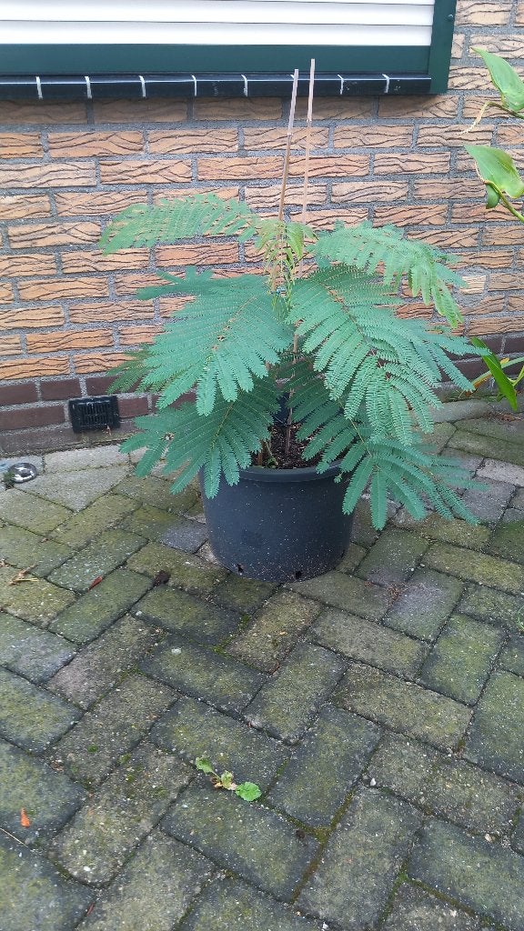 Bomen, Albizia (Perzische slaapboom), Tuin en Terras, Overige soorten, 100 tot 250 cm, Zomer, Ophalen