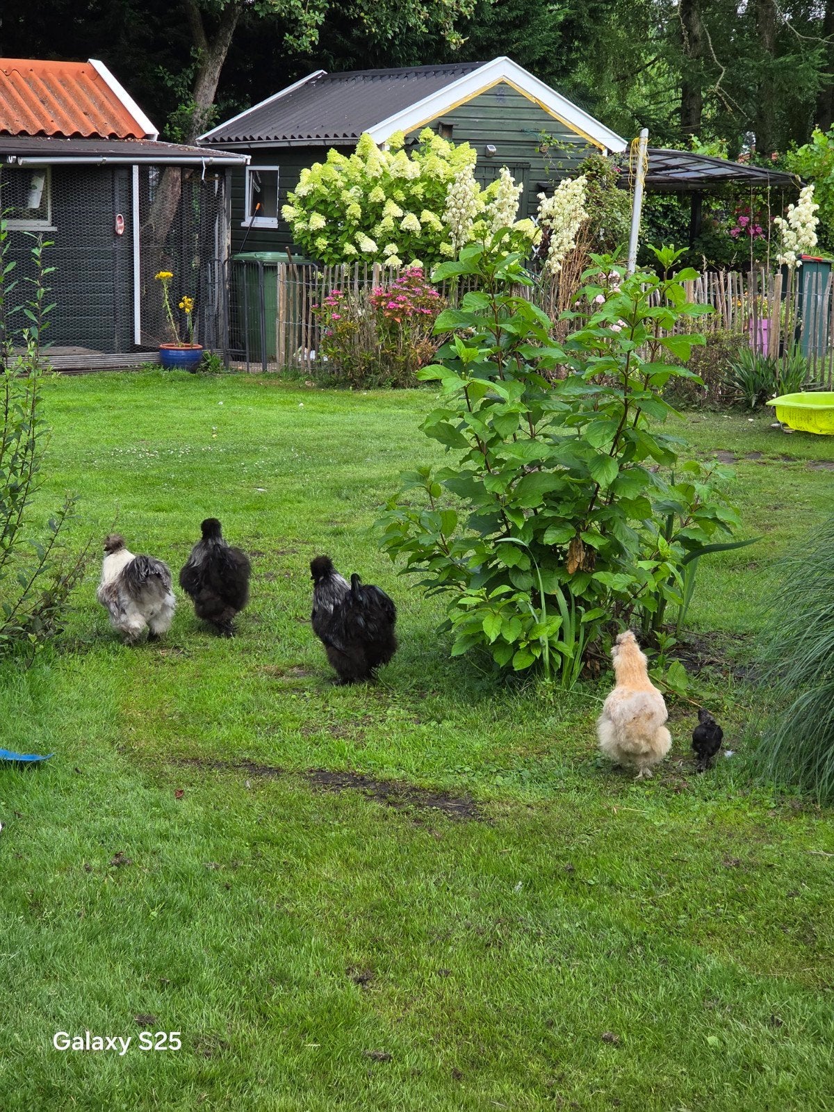 Hanen zijdehoen inclusief kuikens te koop, Dieren en Toebehoren, Pluimvee, Meerdere dieren, Kip