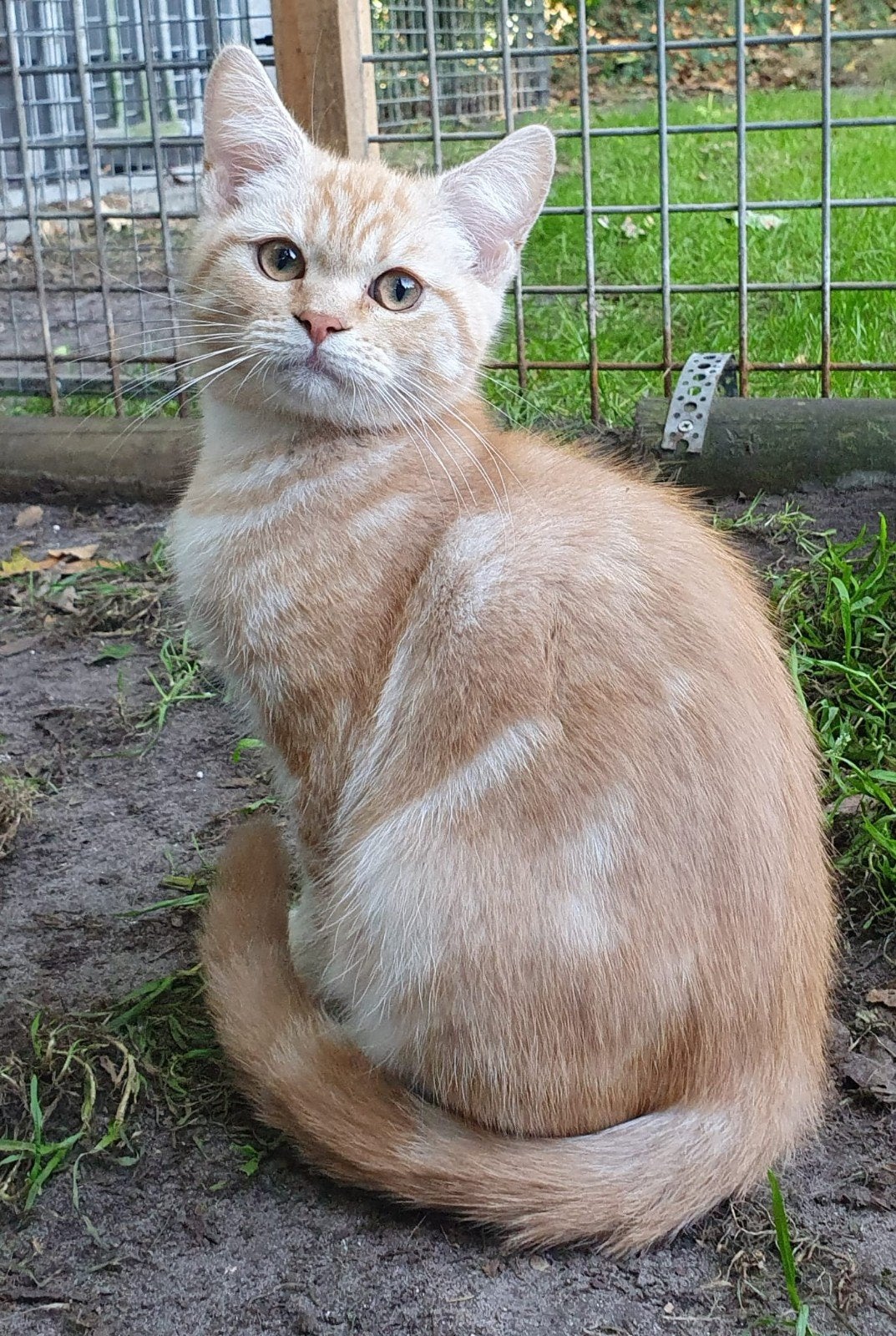 supermooie Brits korthaar kittens, Kater, Gechipt