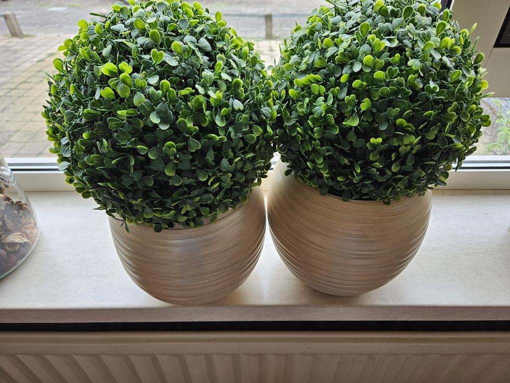 Te koop; 2 buxus in bloempot, Ophalen of Verzenden, Zo goed als nieuw