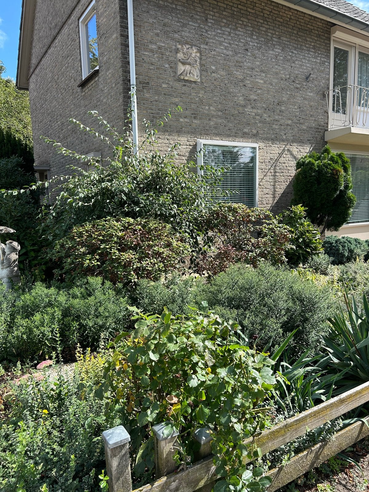 Diverse tuinplanten en struiken, Ophalen, Bodembedekkers, Volle zon, Vaste plant