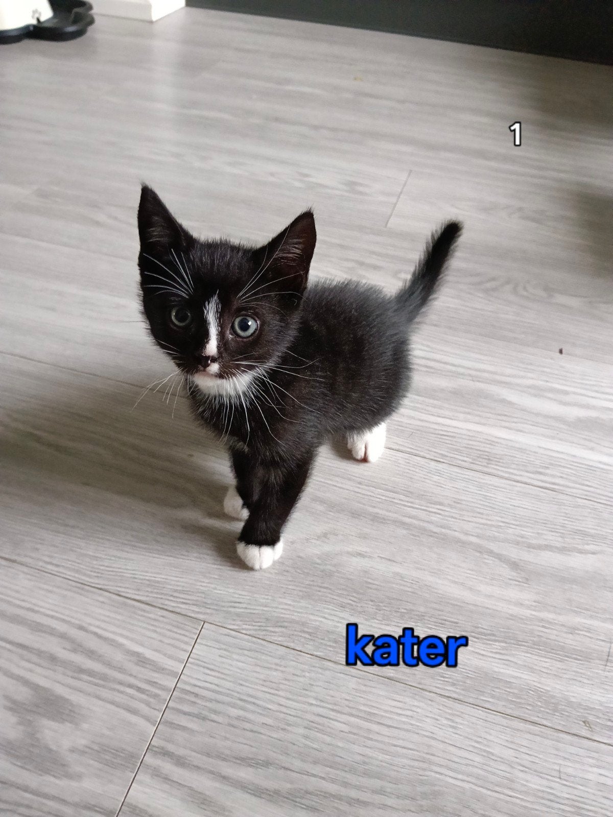 4 jonge kittens zoeken een goed lief baasje., Dieren en Toebehoren, Meerdere dieren, Kortharig, 0 tot 2 jaar