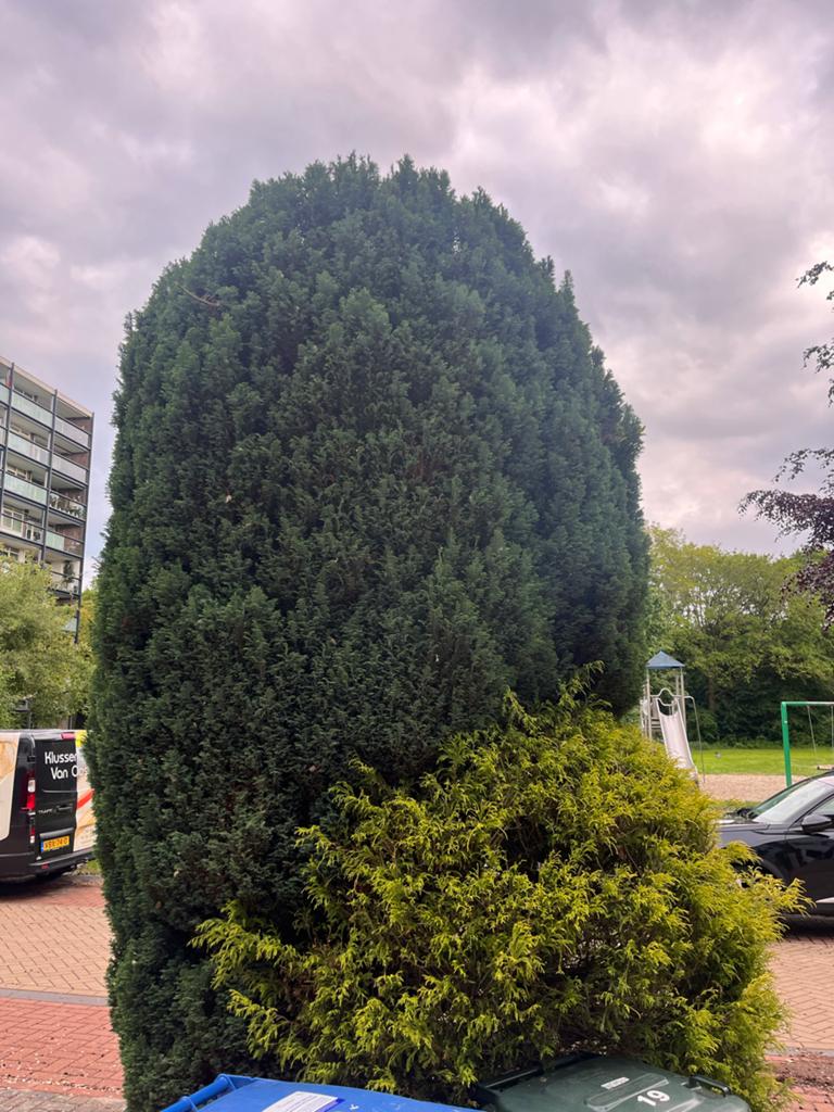 Grote coniferen en struik gratis af te halen, Tuin en Terras, Planten | Struiken en Hagen, Ophalen, Conifeer, Struik, 250 cm of meer