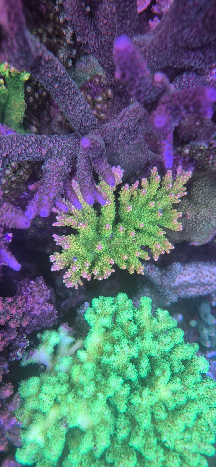Moederdier garden joe acropora, Dieren en Toebehoren, Overige typen, Zoutwatervis