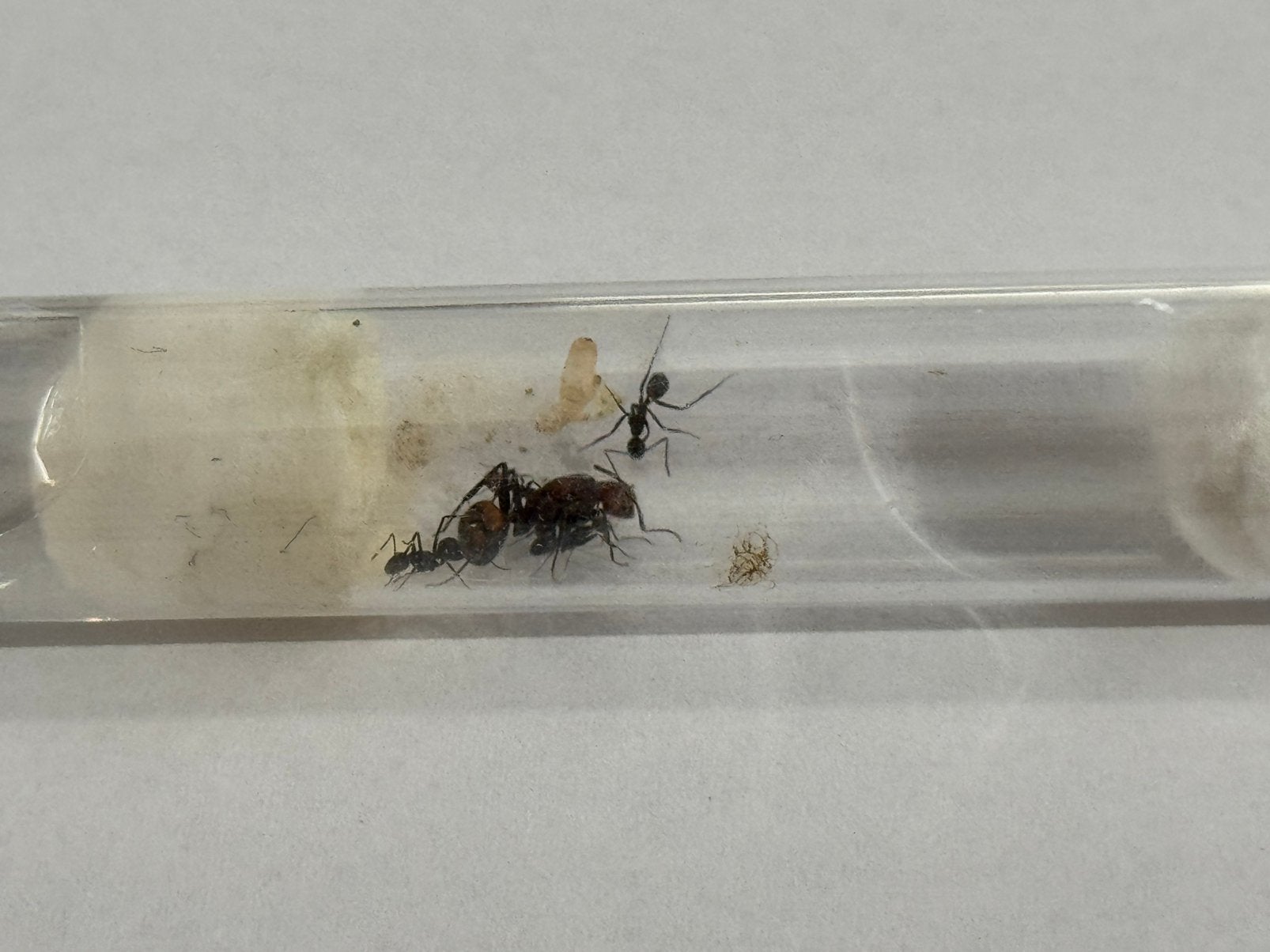 1Q Camponotus nicobarensis | 4 werksters, Mieren