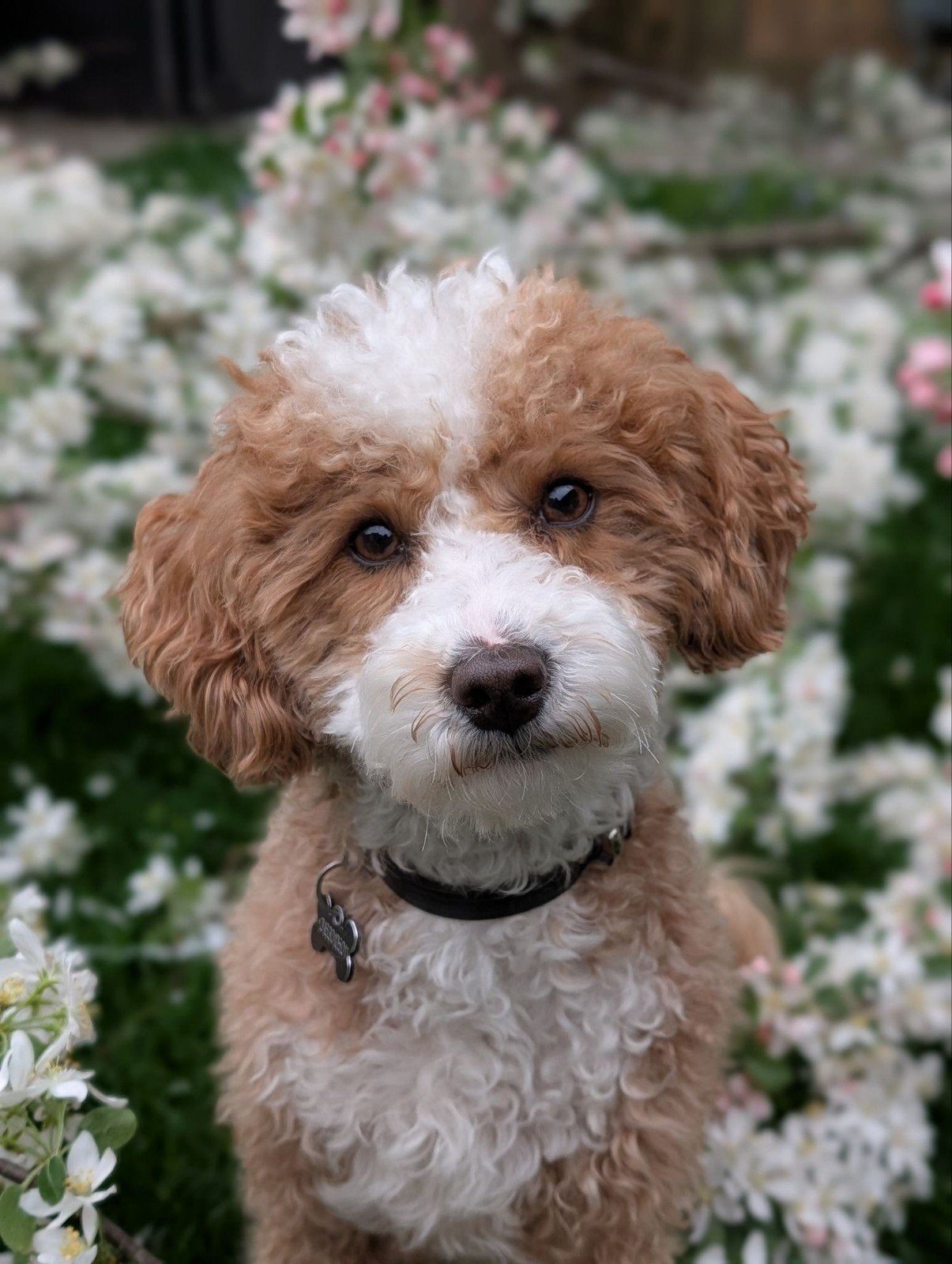 Maltipoo dekreu NIET TE KOOP toypoedel, poedel, Poedel, Reu, Eén hond, 3 tot 5 jaar
