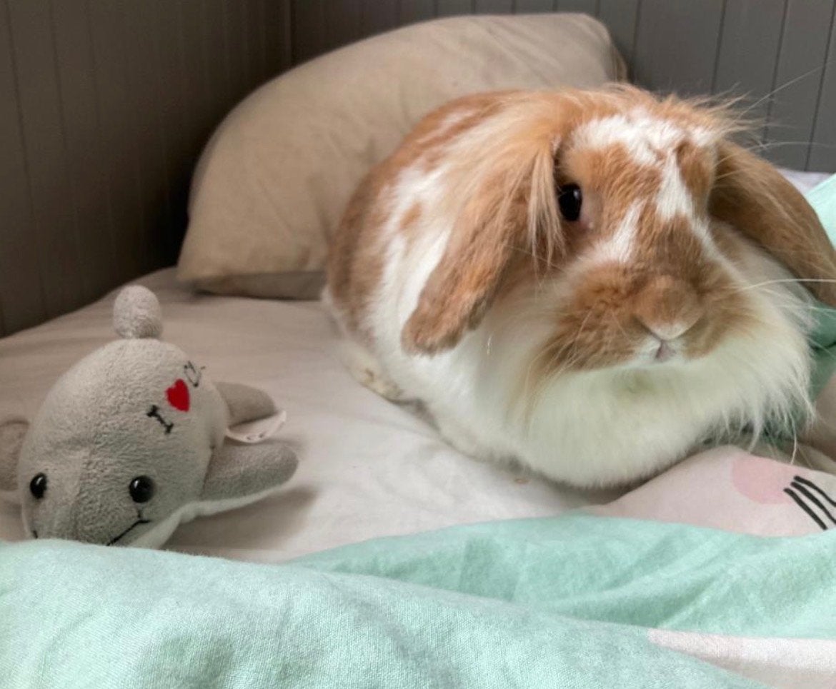 Fluffy is opzoek naar een nieuw huisje, Dieren en Toebehoren, Konijnen, Vrouwelijk, Middelgroot, Hangoor, 6 tot 8 jaar