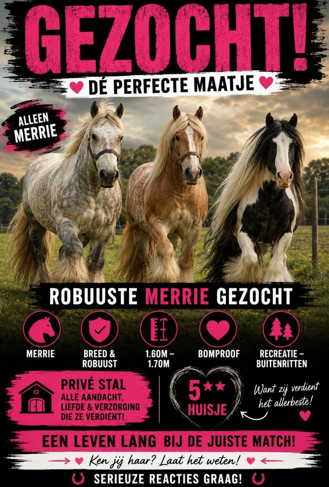 ** GEZOCHT!!! lief  Paard Gezocht!!**, Merrie, B, Gechipt, 7 tot 10 jaar
