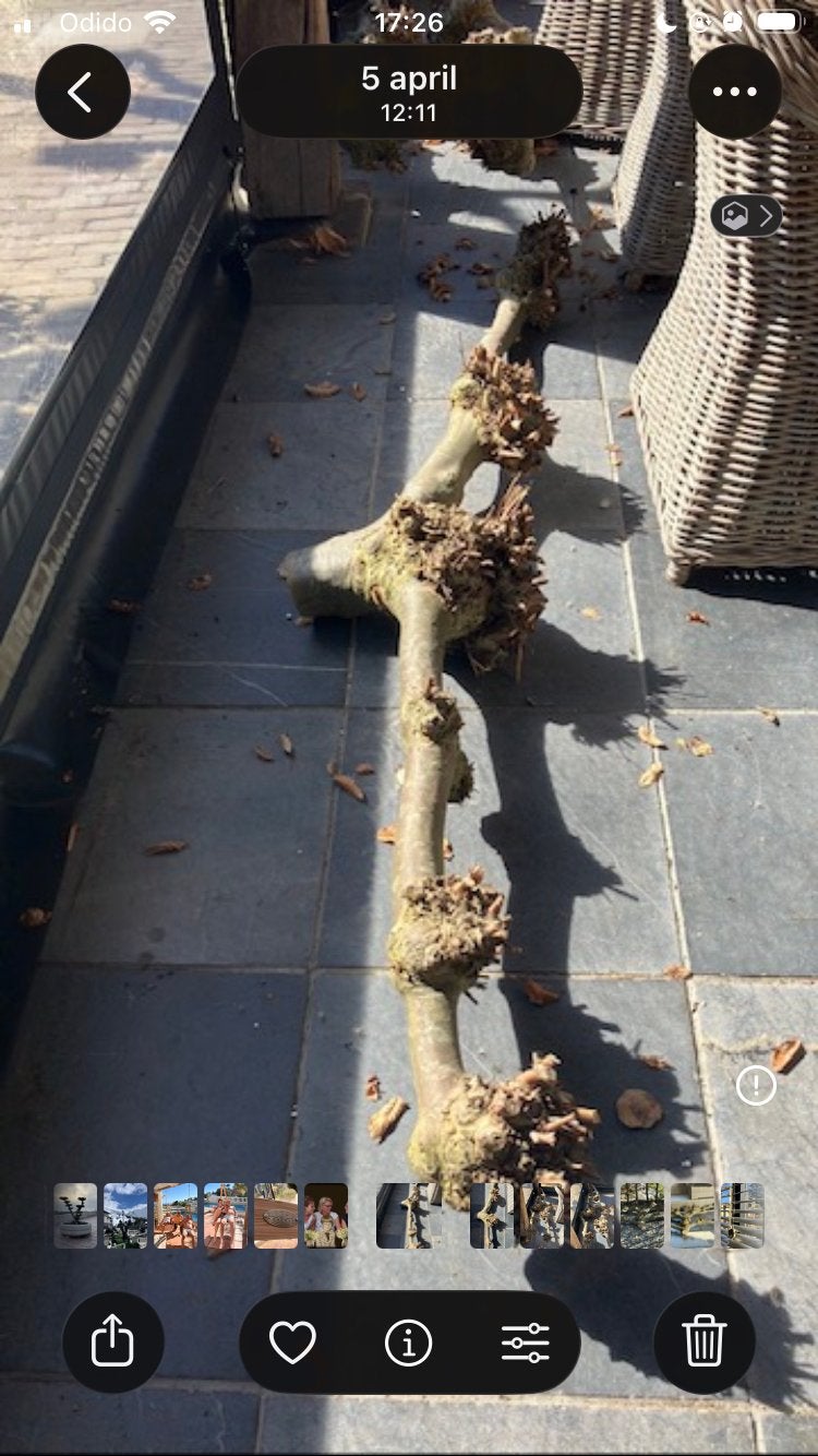 Decoratietakken leiplataan ruim2 m breed - Zie omschrijving, Huis en Inrichting, Ophalen