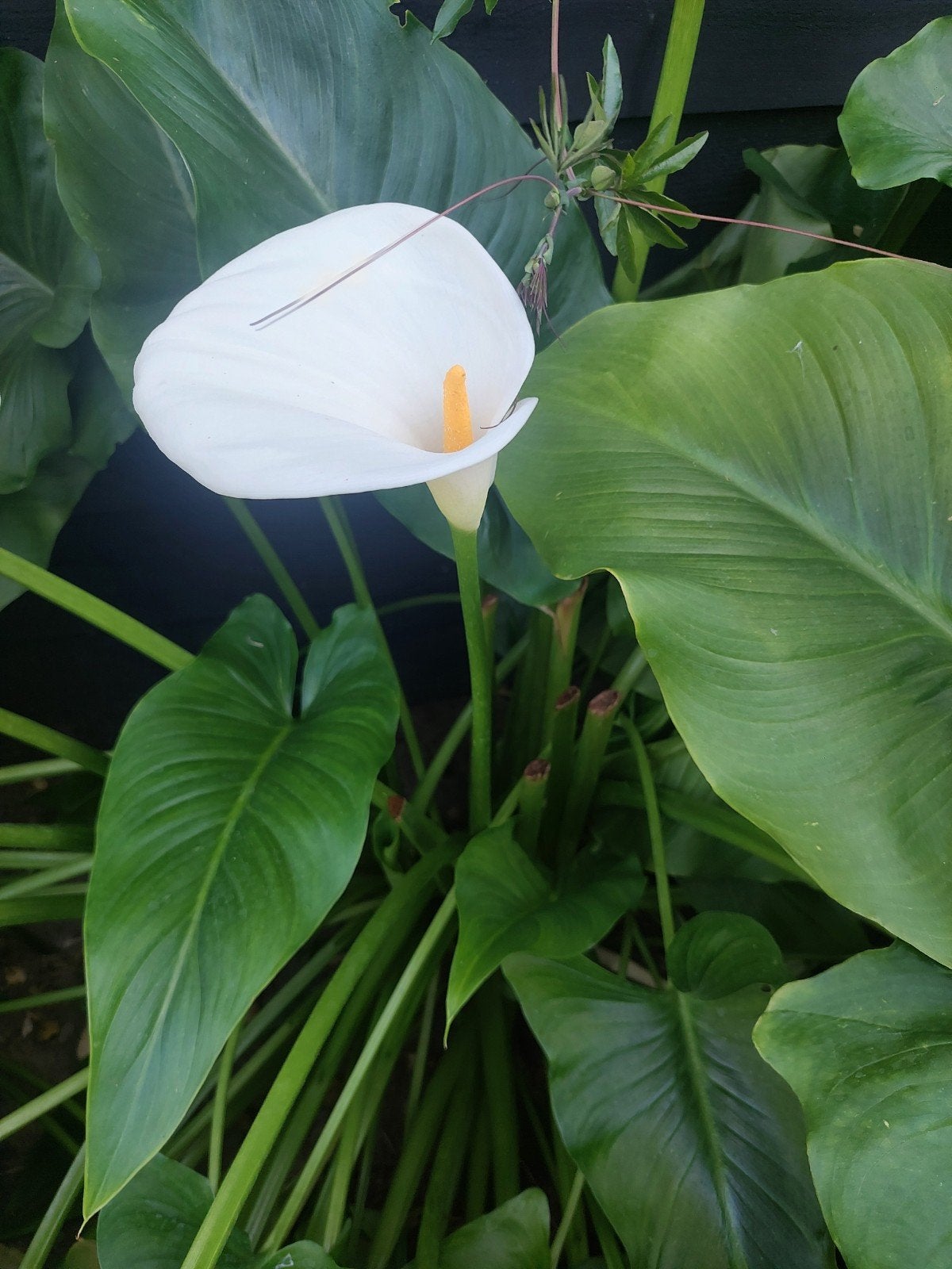 Witte Calla Lelie pica), Ophalen, Overige soorten