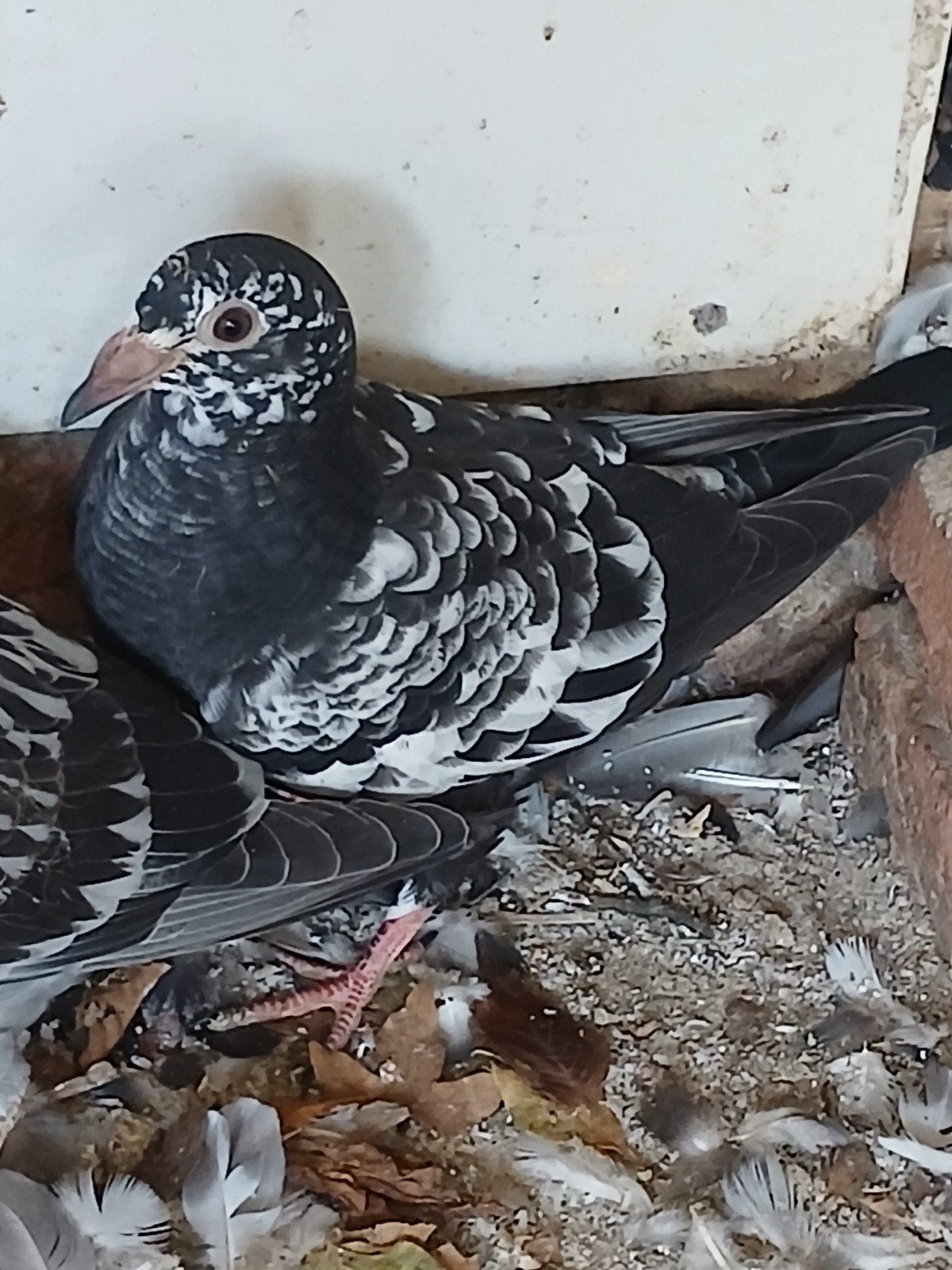 post duif scherens van gramberen x descheemaecker, Dieren en Toebehoren, Meerdere dieren, Overige soorten