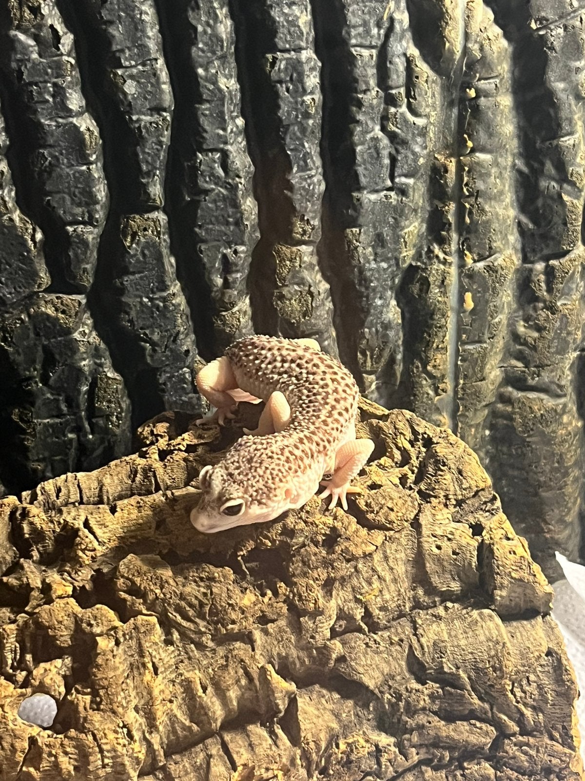 Koppel luipaard gekko’s + compleet terrarium Leopard Gecko photo 6