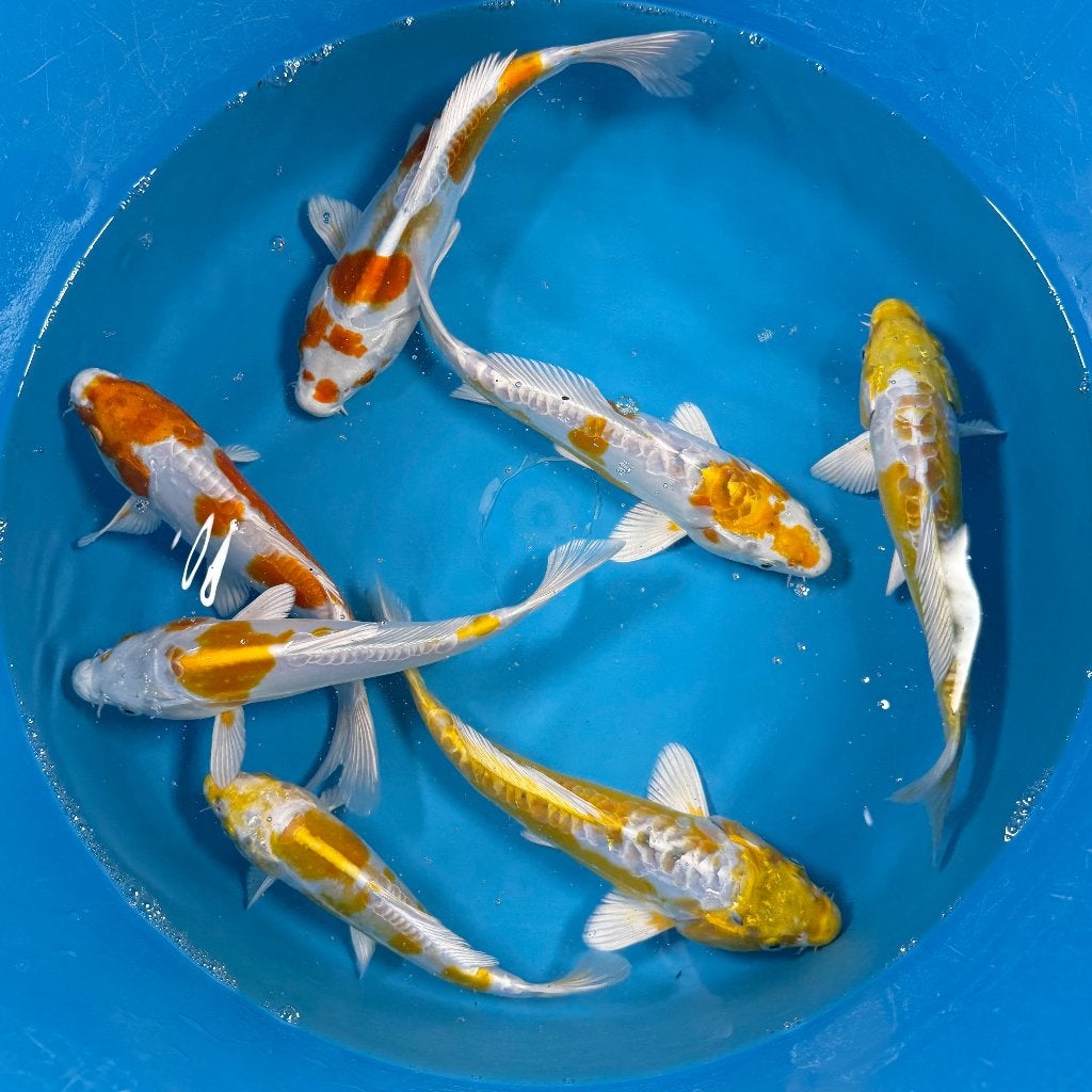 DOITSU HARIWAKE – YAMAZAKI TOSAI, Karper of Koi