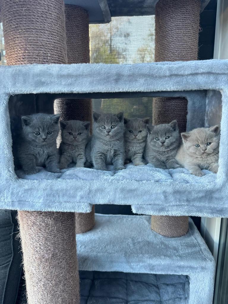 Brits korthaar kitens MET STAMBOOM, Dieren en Toebehoren, Katten en Kittens | Raskatten | Korthaar, Ontwormd