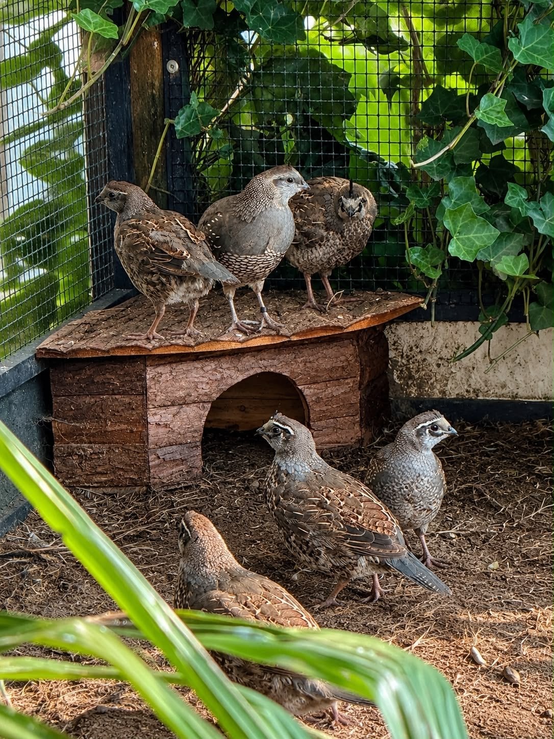 Kuifkwarteld/californische kwartel, Dieren en Toebehoren, Vogels | Overige Vogels, Geslacht onbekend