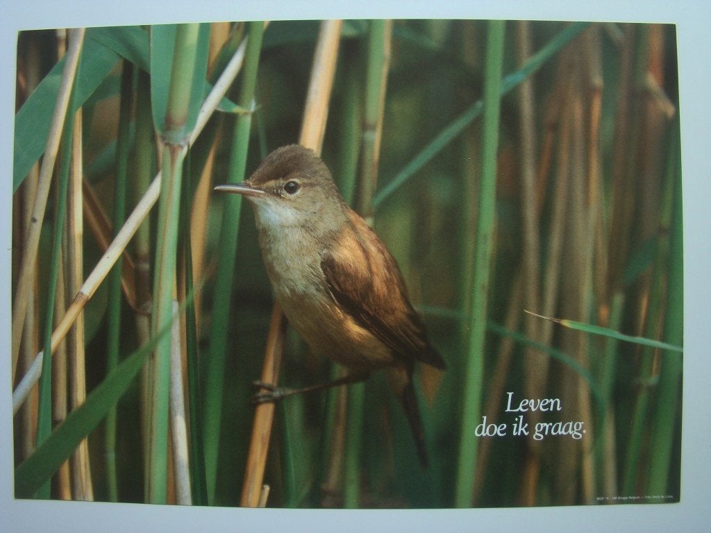 Poster met vogel in het riet, Ophalen, Rechthoekig Liggend, Zo goed als nieuw, A1 t/m A3