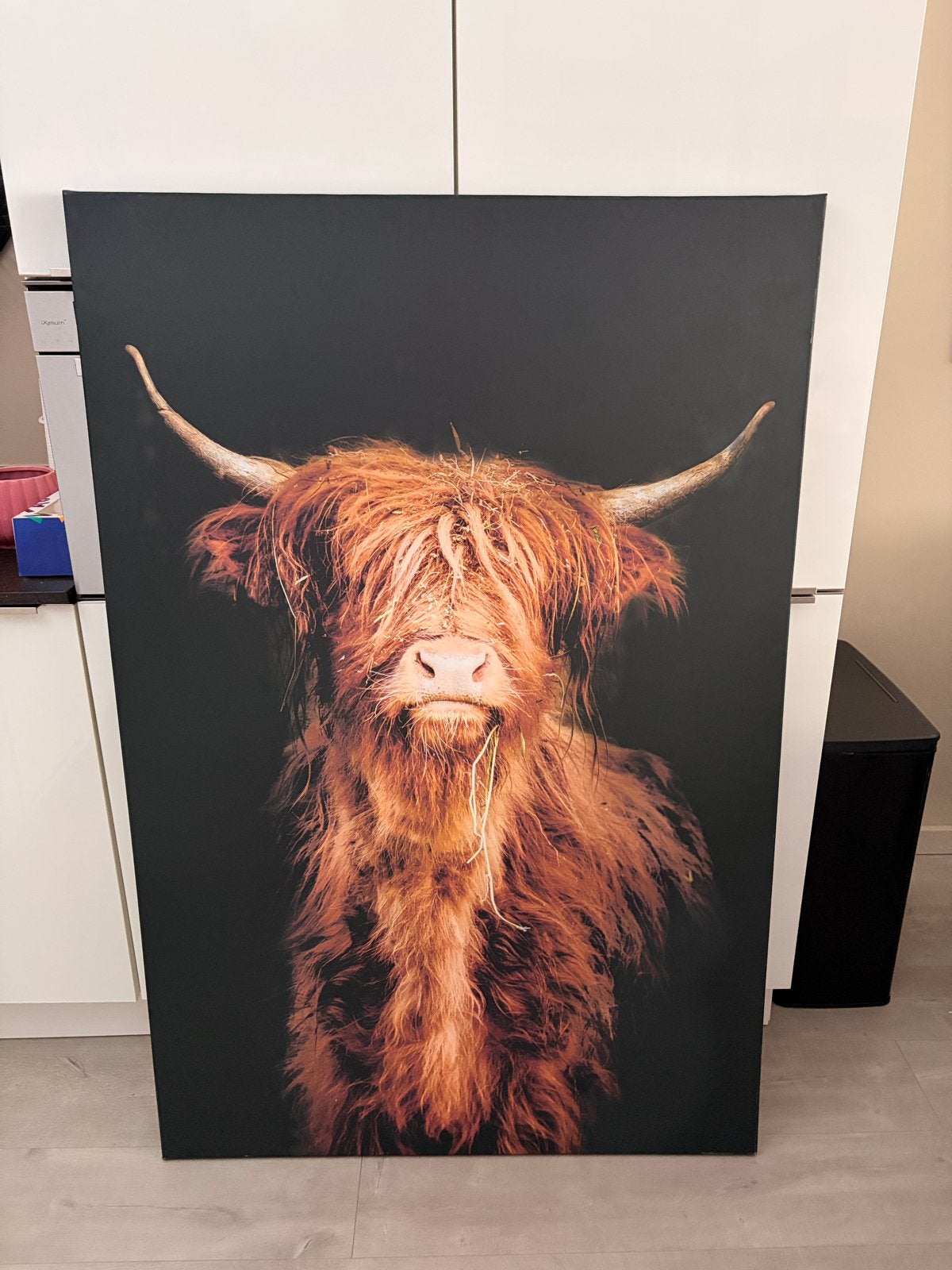 Grote foto (schilderij) van een Highland Cow - 150 x 100 cm, Oorspronkelijke maker, Ophalen of Verzenden, Zo goed als nieuw, 75 tot 100 cm