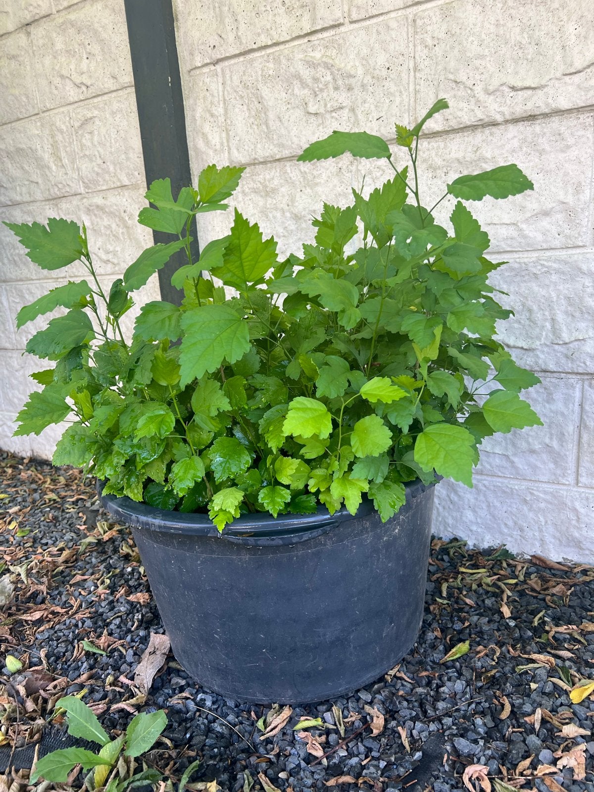 100 Prachtige hibiscus planten te koop ❤️ bloemenhaag, Volle zon, Vaste plant, Zomer, Ophalen