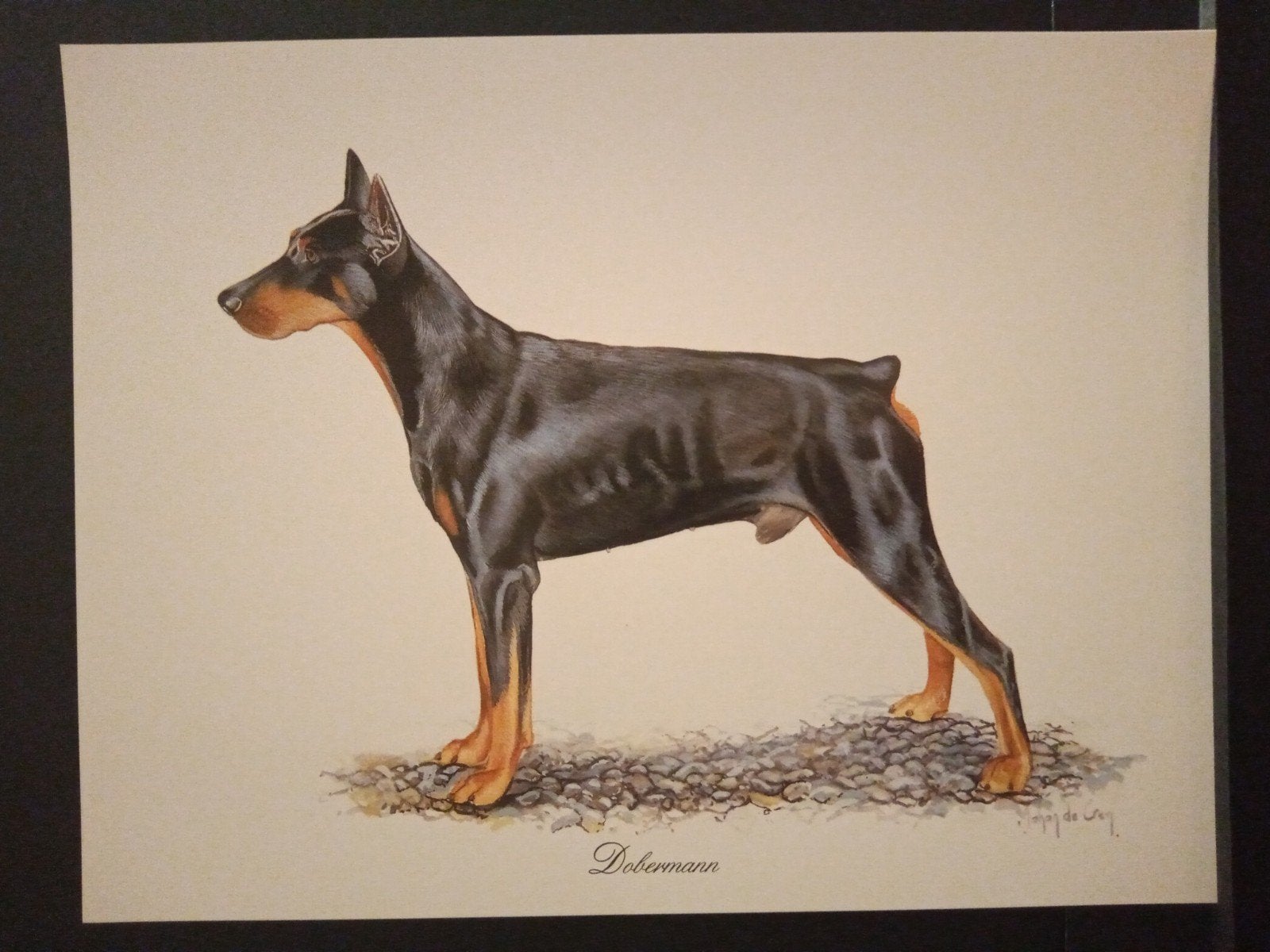 Dobermann - kunstprent - Johan de Crem tekenaar, Verzenden, 1980 tot heden, Zo goed als nieuw, Dier