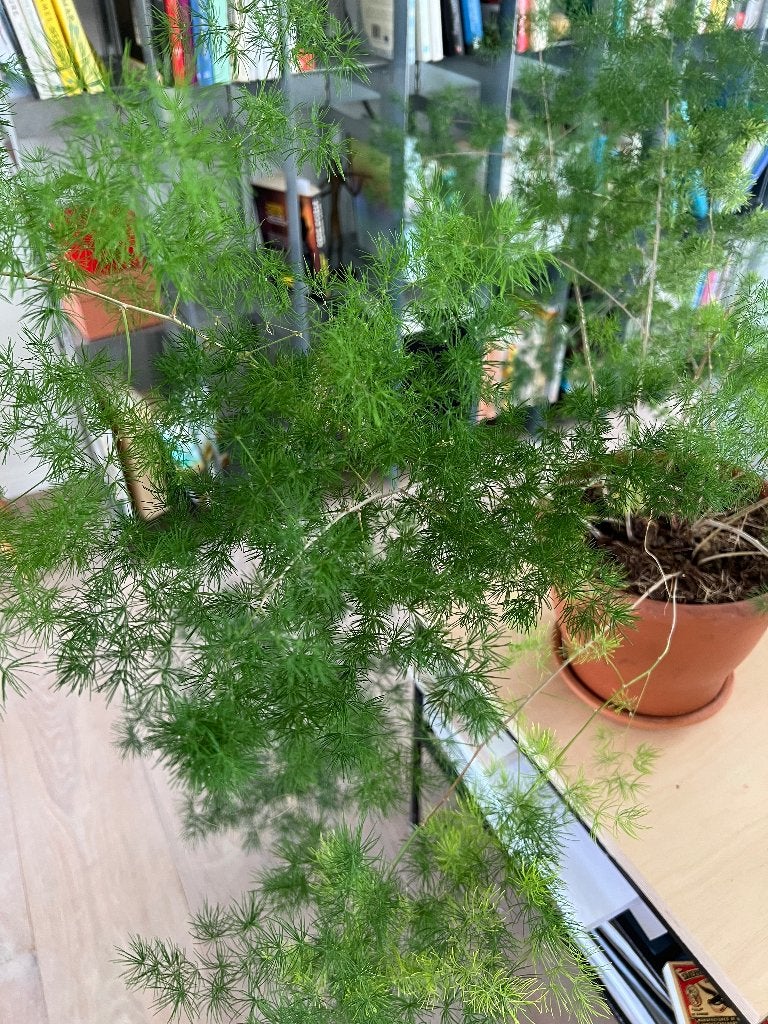 Grote asparagus kamerplant, Ophalen, Overige soorten, Halfschaduw, Minder dan 100 cm