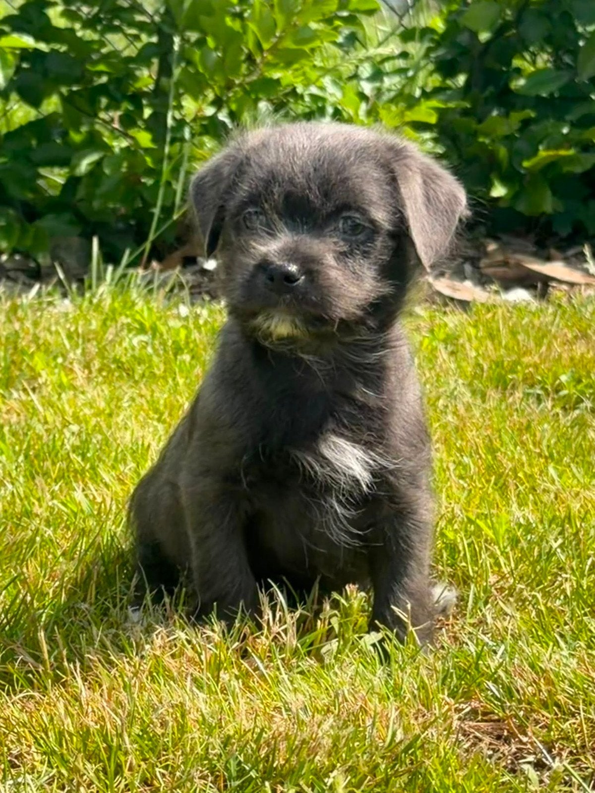Boomer pups, Parvo, Nederland, 8 tot 15 weken, Eén hond