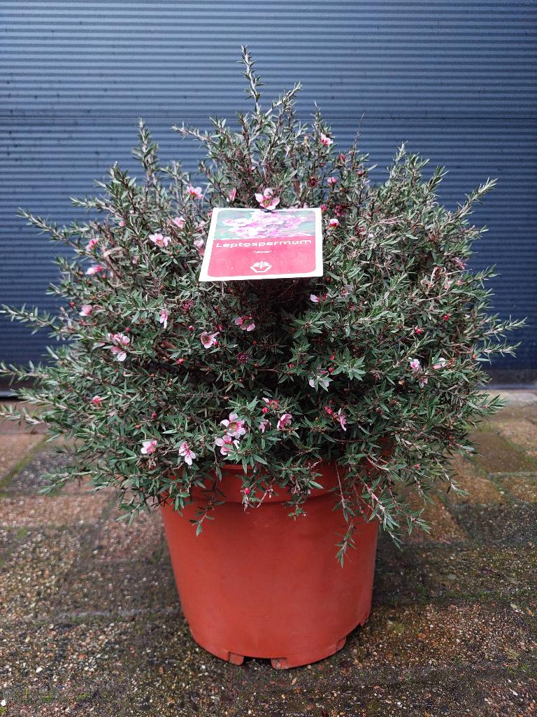 Leptospermum Scoparium 'Pink Queen' - Manuka H: 55 cm., Volle zon, Vaste plant, Zomer, Ophalen
