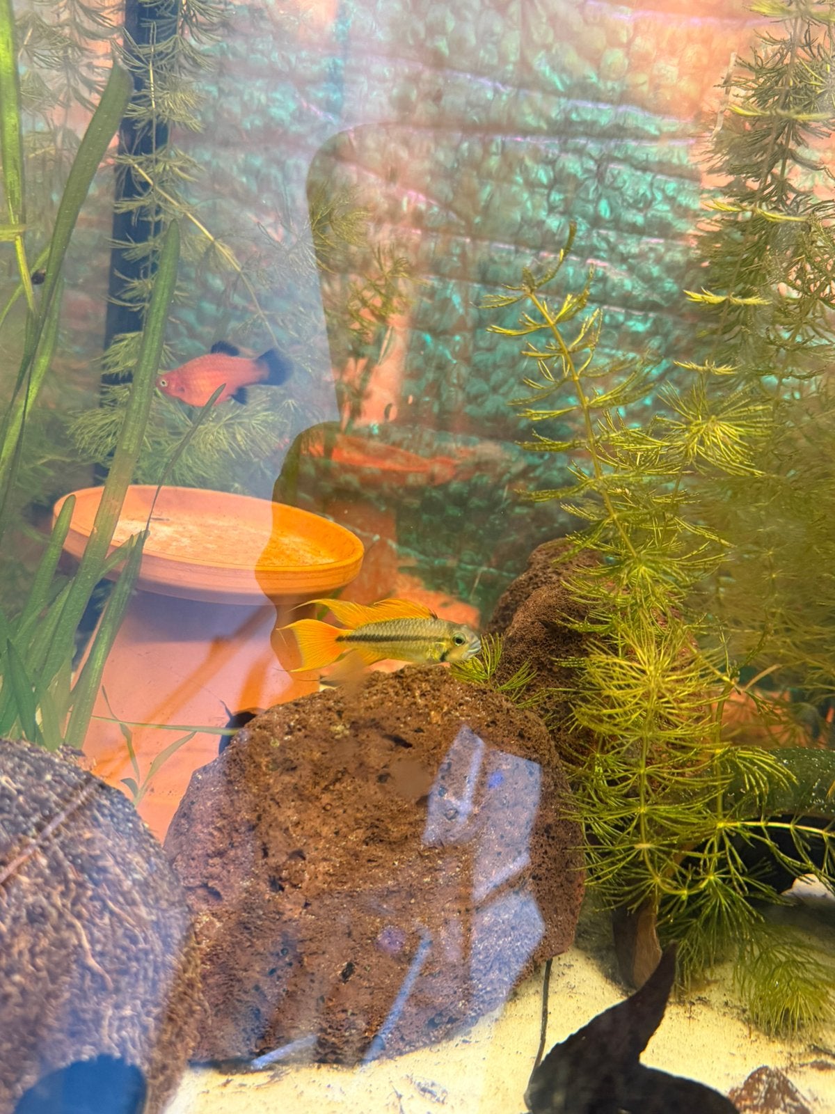 Mooie groep Platy's (3 volwassen + 7 jongen / halfwas), Dieren en Toebehoren, Vis, Zoetwatervis, Schoolvis