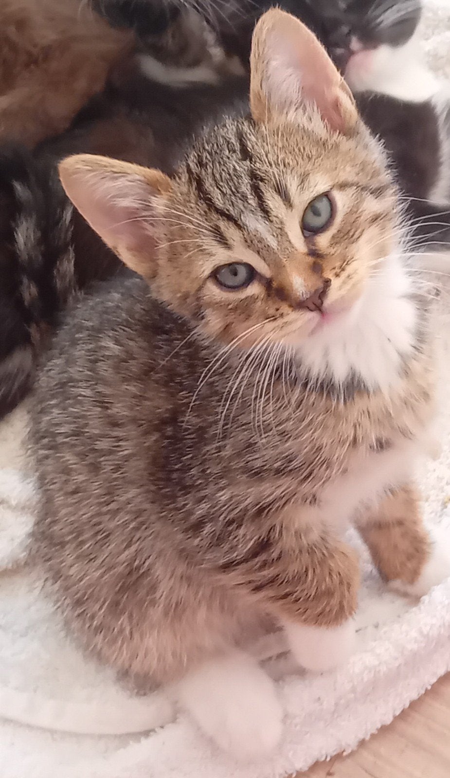 /Britsekorthaar v/Bengaal kittens  €150, Dieren en Toebehoren, Meerdere dieren, Ontwormd, 0 tot 2 jaar