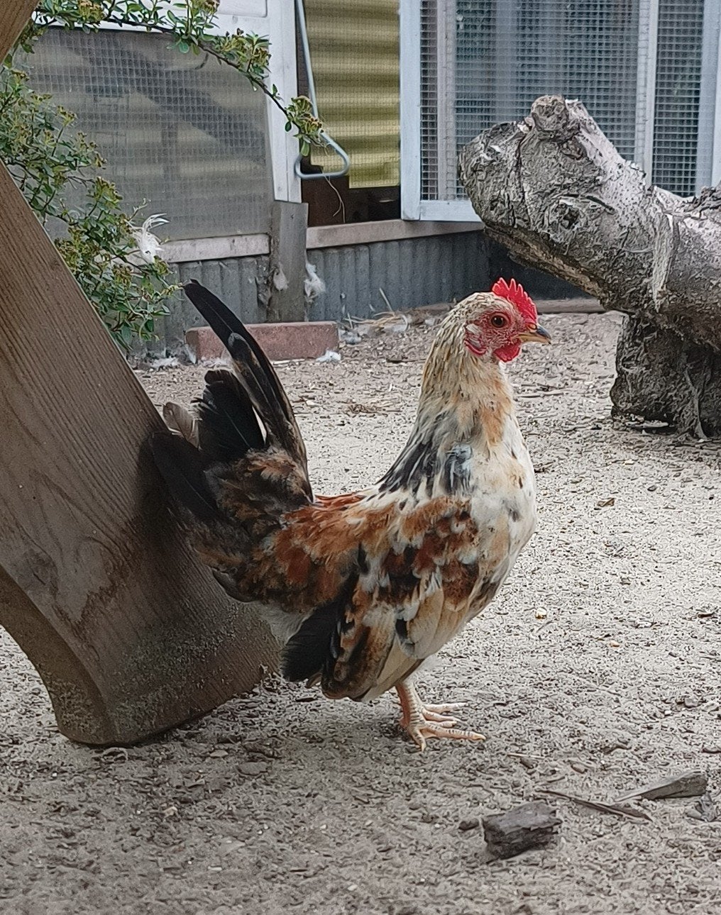 serama haantje, Mannelijk, Kip