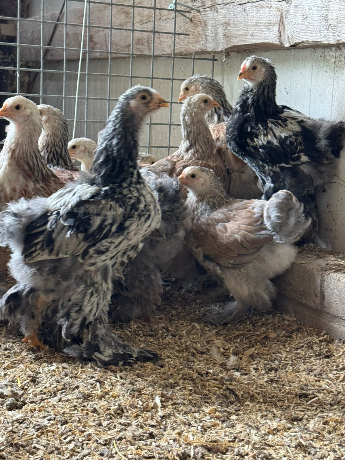 Brahma haan zalmkleurig, Mannelijk, Kip