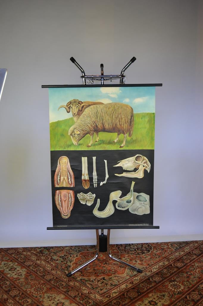 Oude Schoolkaart - het Schaap - Jung-Koch-Quentell, Ophalen of Verzenden