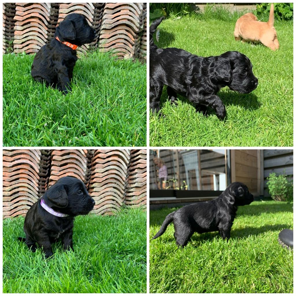 Nog twee prachtige zwarte labradoodle pups, Dieren en Toebehoren, Overige rassen, 8 tot 15 weken, Meerdere, Meerdere dieren