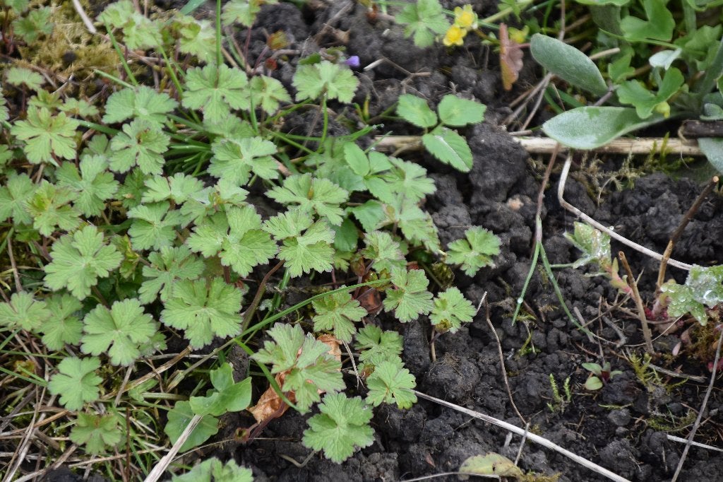 Geranium Sanguineum, Bodembedekkers, Volle zon, Vaste plant, Ophalen of Verzenden