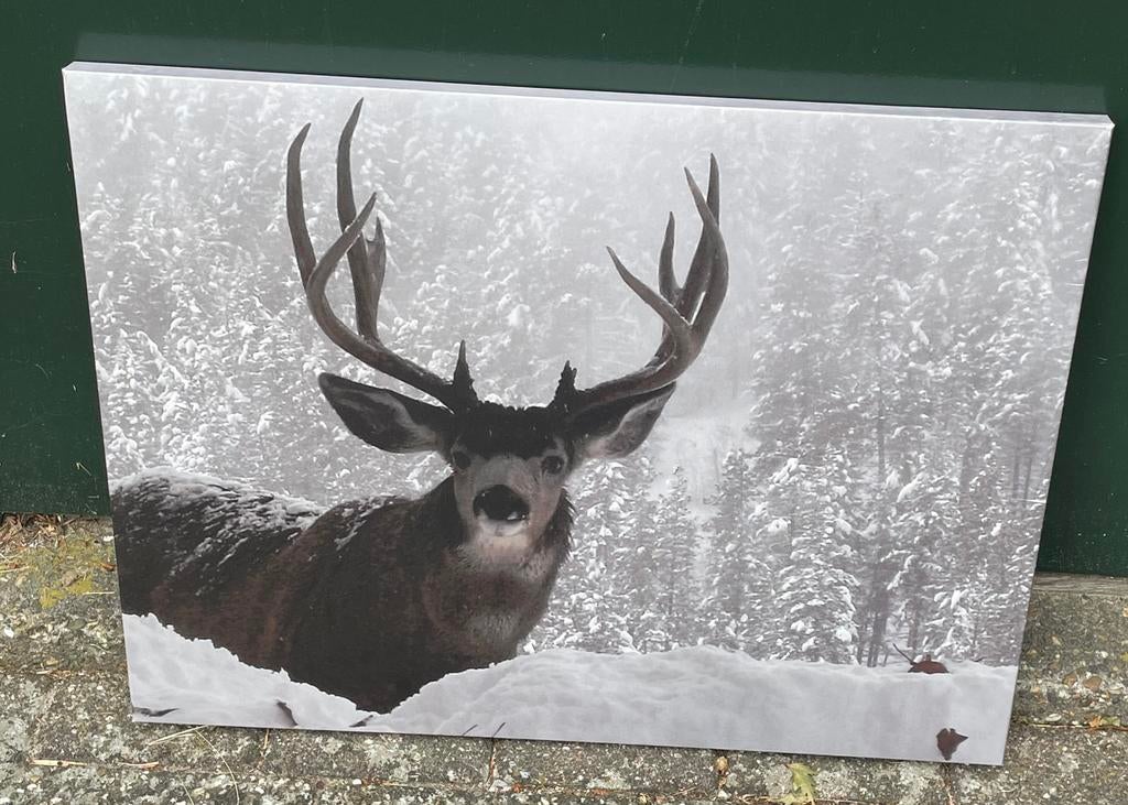 Hert in sneeuw. Foto schilderij op linnen gedrukt, Ophalen, Zo goed als nieuw, Schilderij, Minder dan 50 cm