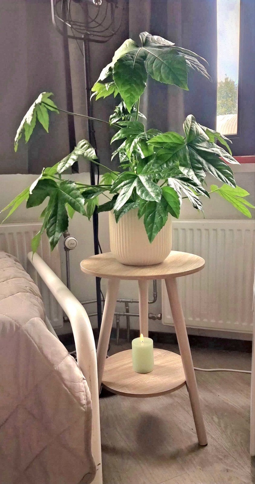 Grote Vingerplant (Fatsia Japonica) in beige pot, Tuin en Terras, Planten | Tuinplanten, Vaste plant, Bloeit niet, Halfschaduw