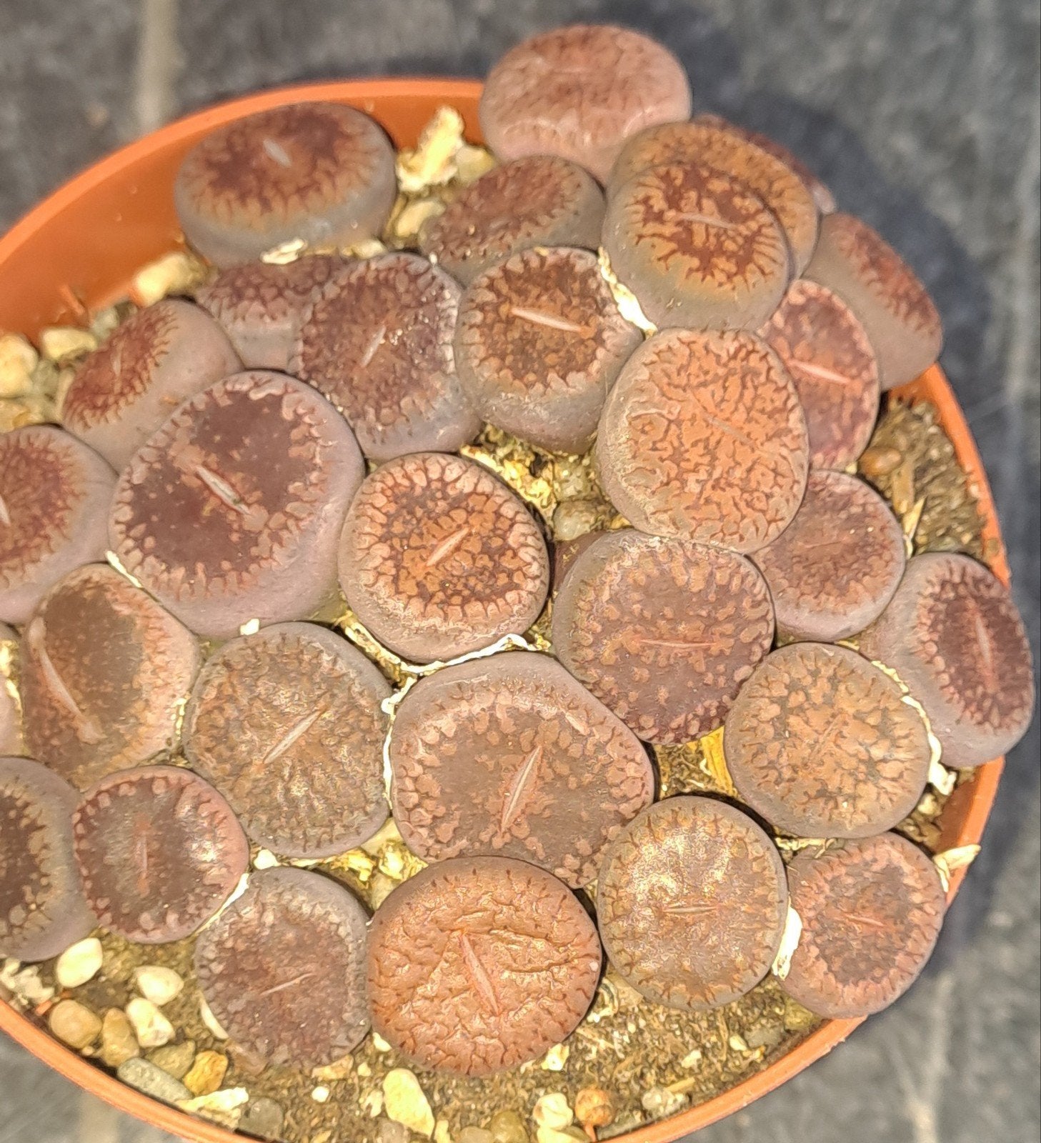 lithops oftewel levende steentjes, Ophalen of Verzenden, Minder dan 100 cm