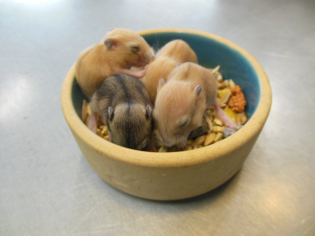 Dwerghamsters, Hamster, Juni, Meerdere dieren, Tam