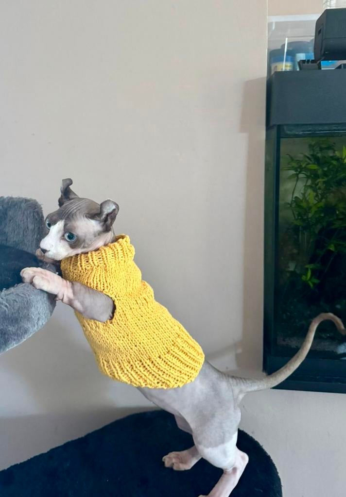 Handmade KATTENTRUI Naaktkat Kitten Rex Sphynx Poes Kater, Ophalen of Verzenden, Nieuw