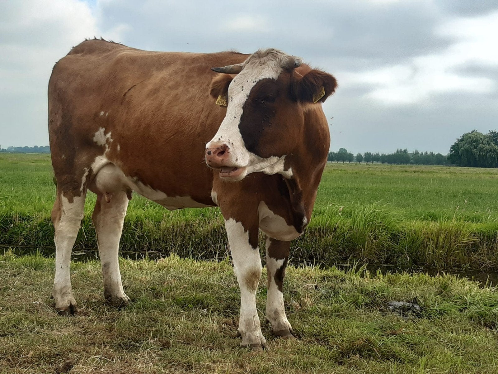 melk vaars, Dieren en Toebehoren, Meerdere dieren, 0 tot 2 jaar