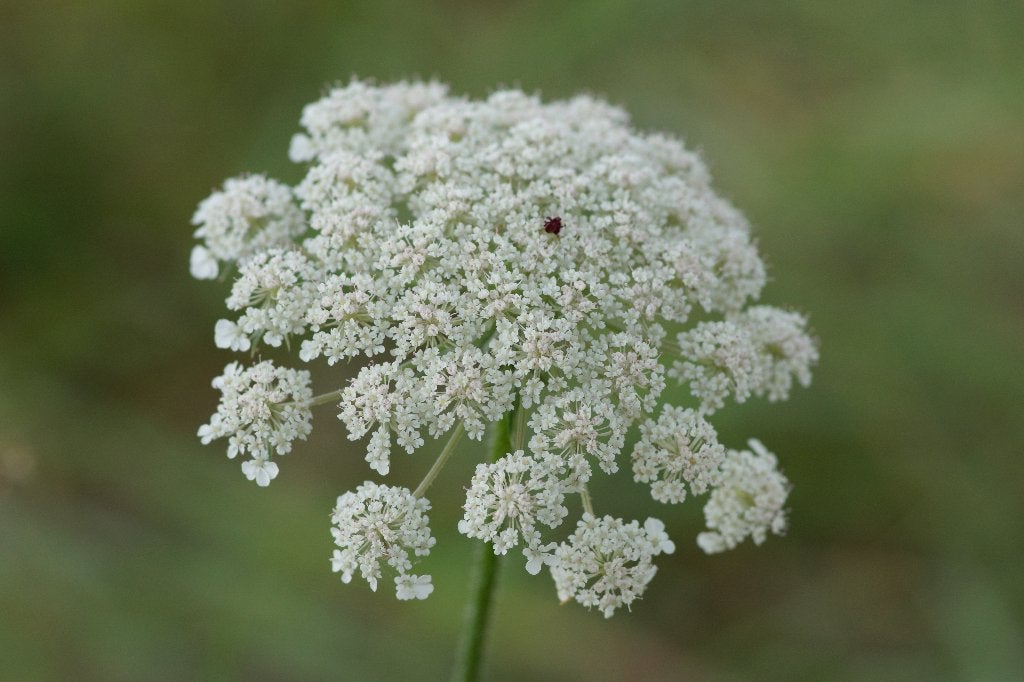 Zaden wilde peen (Daucus carota) - inheems, Ophalen of Verzenden, Voorjaar, Volle zon, Zaad